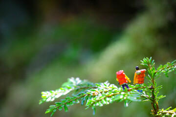 ミニチュアハイキング2111082