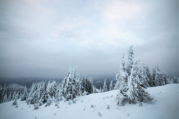Fototapeta premium Dramatic winter landscape with spruce forest cowered with white snow in cold frozen mountains