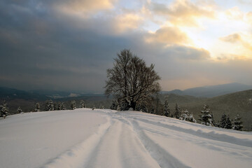 Obraz premium Moody landscape with footpath tracks and dark bare trees covered with fresh fallen snow in winter mountain forest on cold misty morning