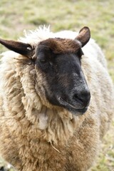 Close up of a sheep