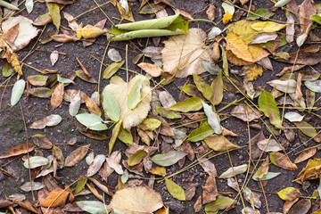 Dry colorful leaves on ground in autumn