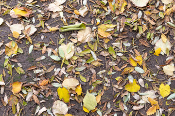 Dry colorful leaves on ground in autumn