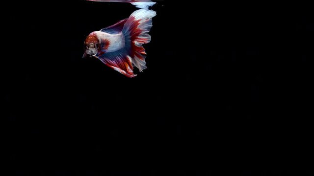 Colorful Siamese half moon Betta splendens, also known as Thai Fighting Fish or betta, is a species in the gourami family which is popular as an aquarium fish on white background