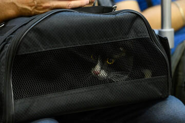 The cat is carried in a bag to the vet