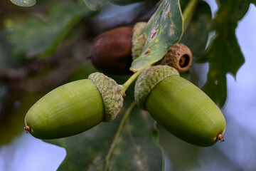 Oak branch with green leaves and acorns on a sunny day. Oak tree in summer. Blurred leaf background. Closeup.