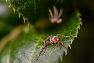 a wolf spider sits on a green leaf after molting