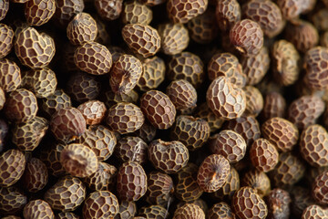 Texture of maca. super macro