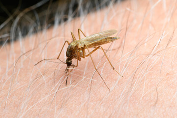 The mosquito on the man's arm has stuck its sting and is drinking blood. An unpleasant insect that...