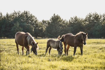 horses grazing in a field