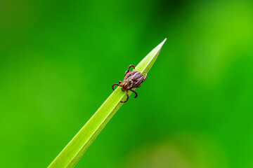 Encephalitis Tick Insect Crawling on Grass. Encephalitis Virus or Lyme Borreliosis Disease Infectious Dermacentor Tick Arachnid Parasite Macro.