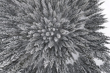 Top down aerial view of snow covered evergreen pine forest after heavy snowfall in winter mountain woods on cold quiet day