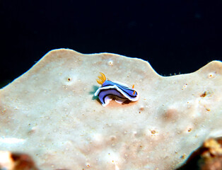 A Chromodoris Lochi nudibranch on a soft coral Boracay Island Philippines