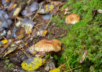 Shaggy scalycap, Pholiota squarrosa growing in natural environment