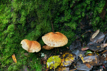 Shaggy scalycap, Pholiota squarrosa growing in natural environment