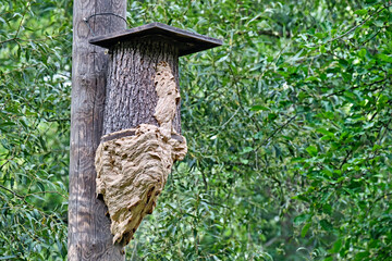 Das Nest von Hornissen ( Vespa crabro ) hat einen Specht-Nistkasten komplett in Beschlag genommen.