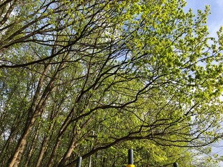 young green leaves on trees in spring