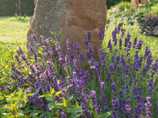 Blooming Lavandula angustifolia, Levander at flower bed with small heath butterflies. Purple lilac...