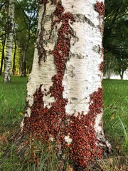 group of red wood bugs