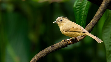 Black-browed Fulvetta perching on a perch