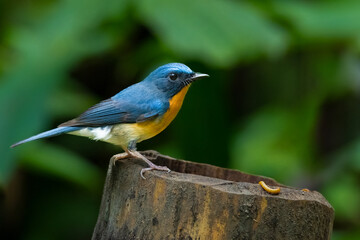 Indochinese Blue Flycatcher perching on bamboo stump with a mealworm on it