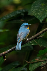 Indochinese Blue Flycatcher perching on a perching