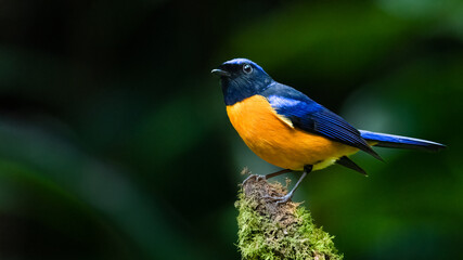 Colorful Rufous-bellied Niltava perching on tree stump