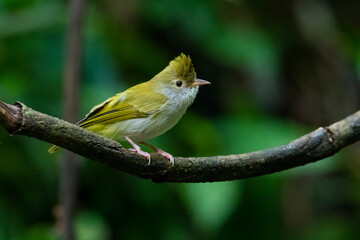 White-bellied Erpornis perching on a perch