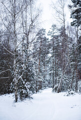 Winter snowy forest