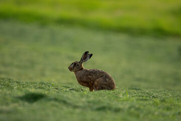 Obraz na płótnie Canvas Rabbit sit alone in a green meadow