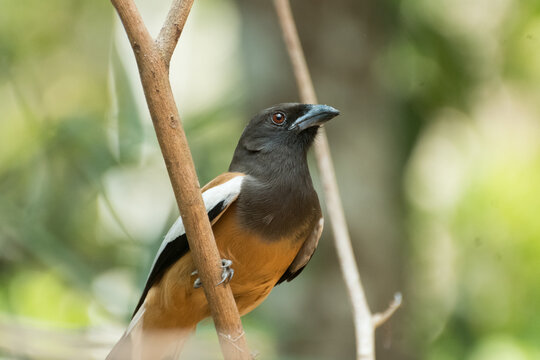 Indin Treepie bird on a branch