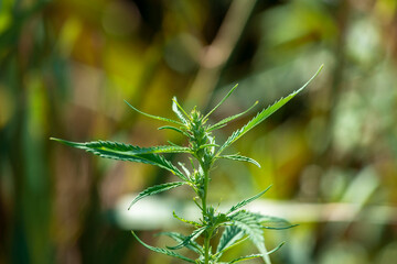 Top of a cannabis sativa plant with mature buds in trichomes