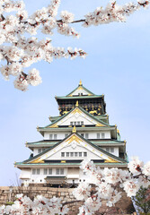 Branch of the blossoming sakura with white flowers and Osaka castle, Japan. Japanese hanami festival