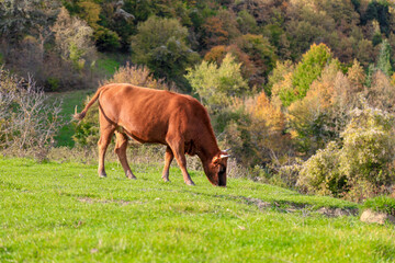 Cows grazing on a green meadow 