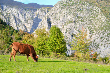 Cows grazing on a green meadow 