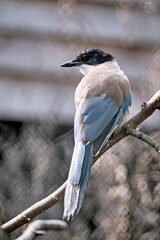 Blauelster ( Cyanopica cyana ).