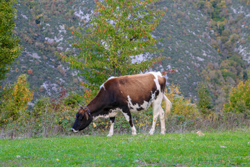 Cows grazing on a green meadow 