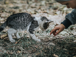 The child plays with a homeless kitten.
