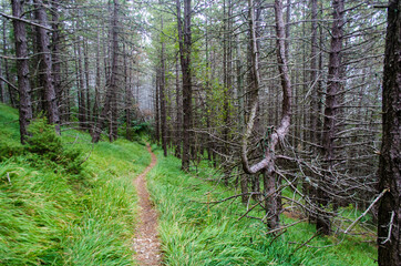 Uno stretto sentiero attraversa i boschi prima di Pieve Santo Stefano lungo la Via di Francesco
