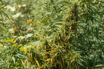 Selected cannabis bush among other vegetation