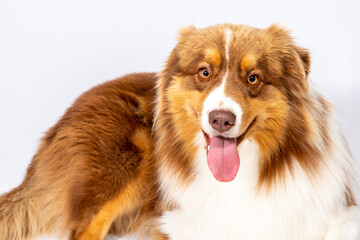 Australian Shepherd Dog lying against white background