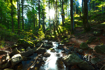 Sun rays in the canyon in  morning