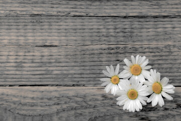 Marguerites on rustic wooden background