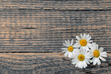 Obraz premium Marguerites on rustic wooden background