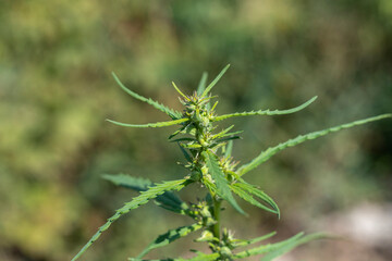 Top of an adult cannabis plant in trichomes
