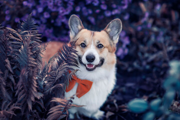 cute pembroke corgi dog puppy walks in the autumn garden among lilac flowers