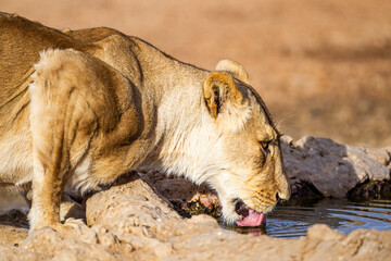 Young lioness drinking from a waterhole in the Kalahari in South Africa