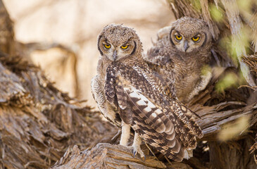 Spotted Eagle Owl chicks resting in the nest in the Kalahari Desert, South Africa
