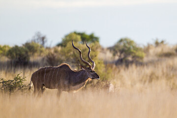 Greater Kudu bull moving through the long Kalahari Desert scrub