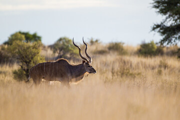 Obraz premium Greater Kudu bull moving through the long Kalahari Desert scrub