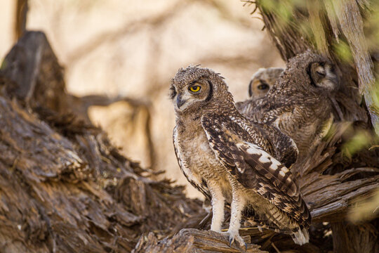 Spotted Eagle Owl chicks resting in the nest in the Kalahari Desert, South Africa